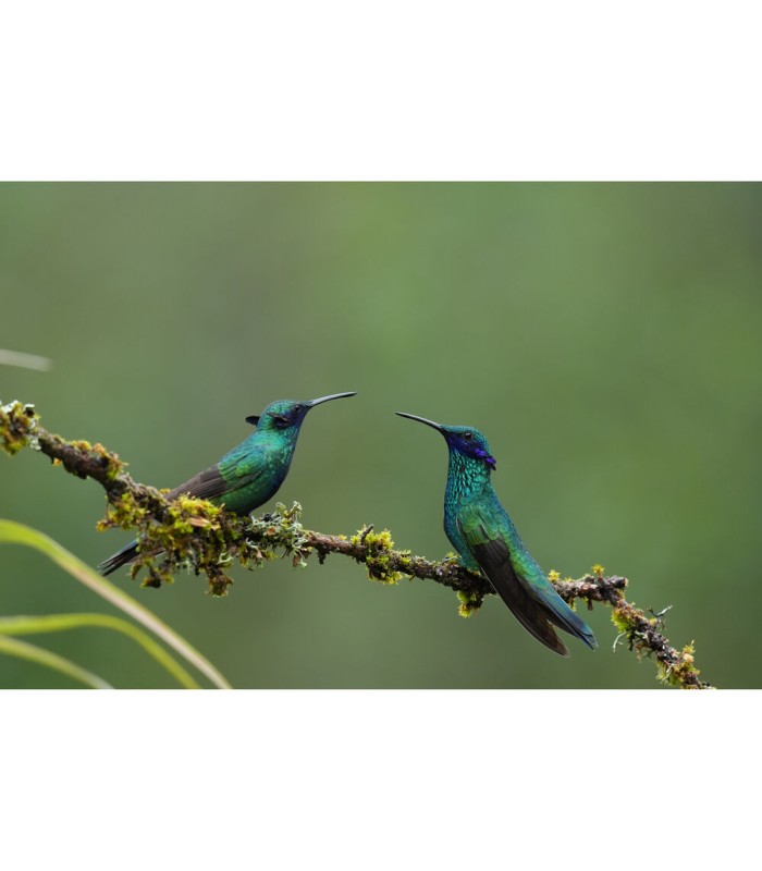 لنز سونی مدل Sony FE 400-800mm f/6.3-8 G OSS