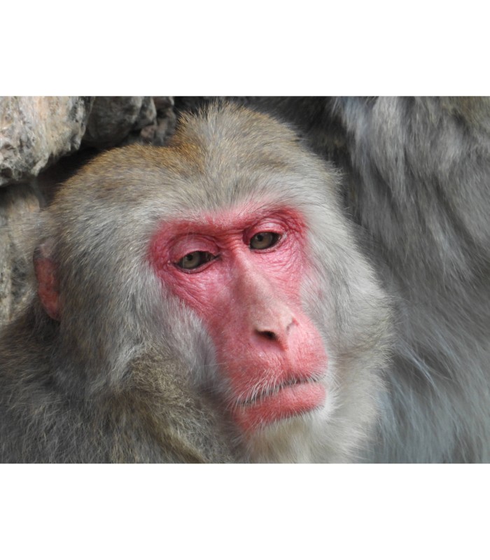 دوربین دیجیتال نیکون مدل Nikon COOLPIX P1100