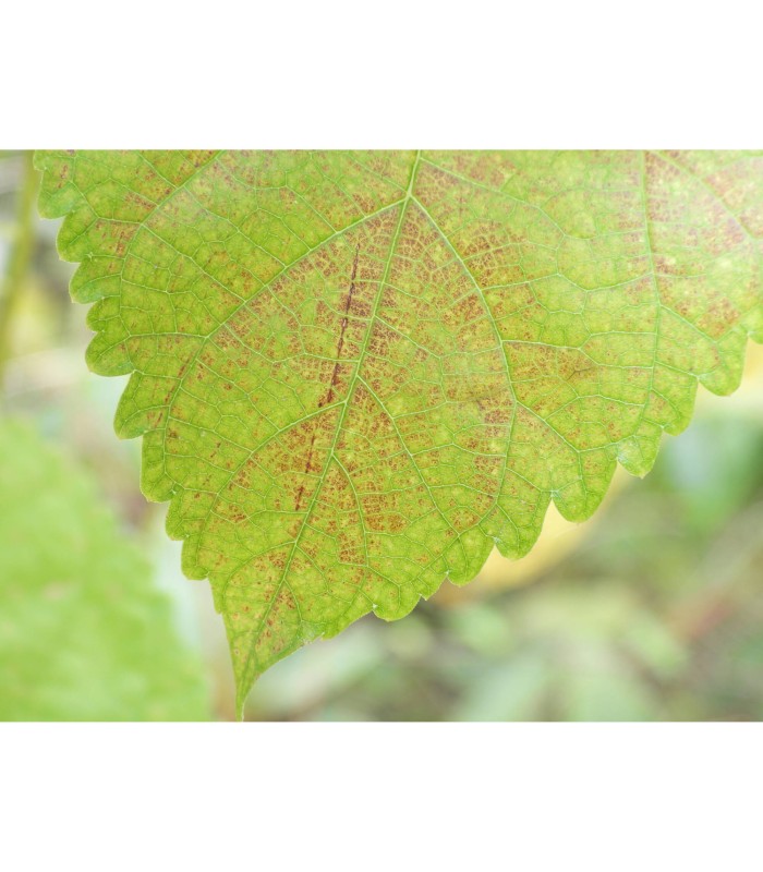 دوربین دیجیتال نیکون مدل Nikon COOLPIX P1100