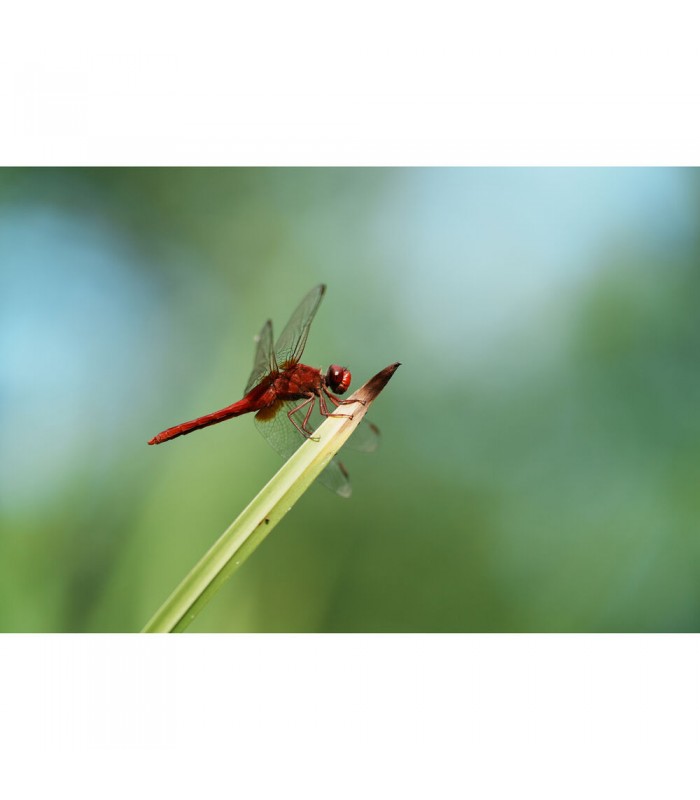 دوربین بدون آینه سونی a7CR - رنگ نقره‌ای