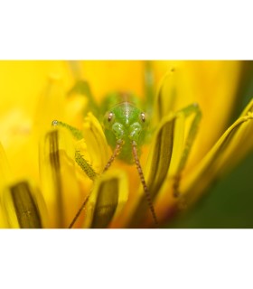 لنز ماکرو جی مستر سونی مدل Sony FE 100mm f/2.8 Macro GM