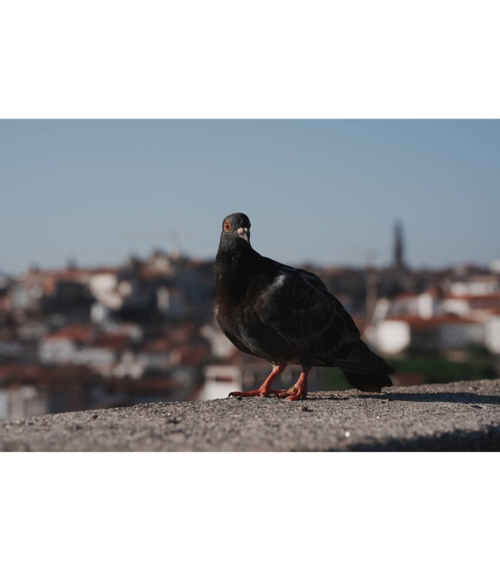 دوربین بدون آینه سونی مدل Sony a7 V