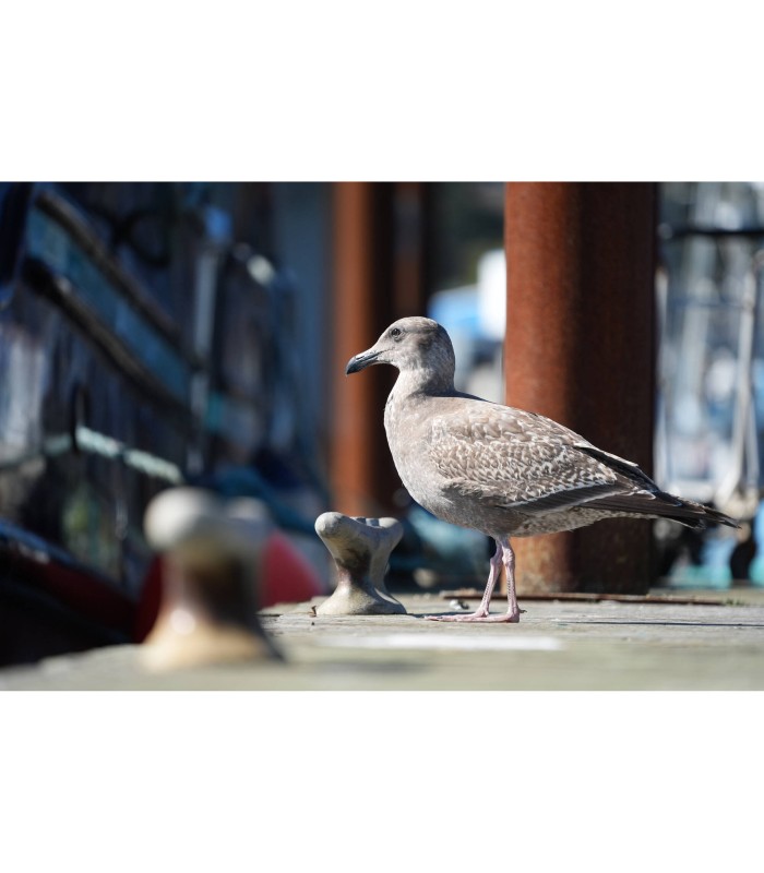 دوربین بدون آینه سونی مدل Sony a7 V