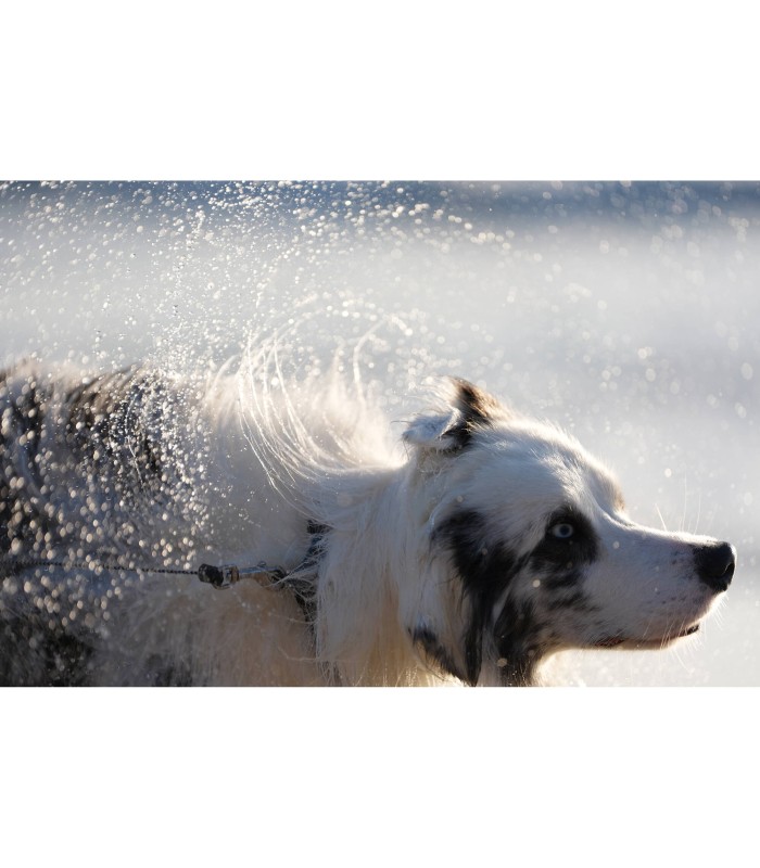 دوربین بدون آینه سونی مدل Sony a7 V