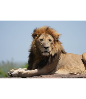 لنز سونی مدل Sony FE 100-400mm f/4.5 GM OSS