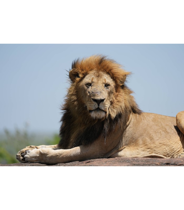 لنز سونی مدل Sony FE 100-400mm f/4.5 GM OSS