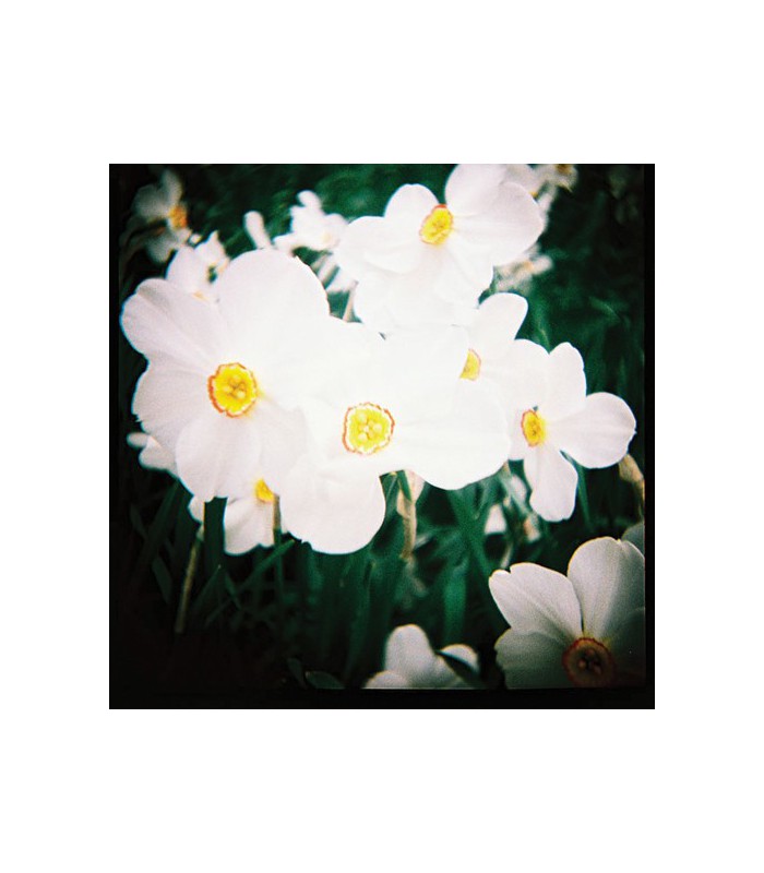 Lomography 55mm Wide Angle Lens & Dedicated Close-Up Lens for Diana+