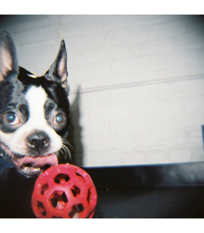 Lomography Flash for Diana+ Cameras