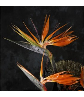 Hama Filter Close-up 62mm