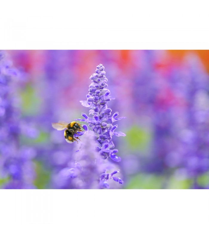 لنز سیگما مدل Sigma 105mm f/2.8 DG DN Macro Art مانت سونی E