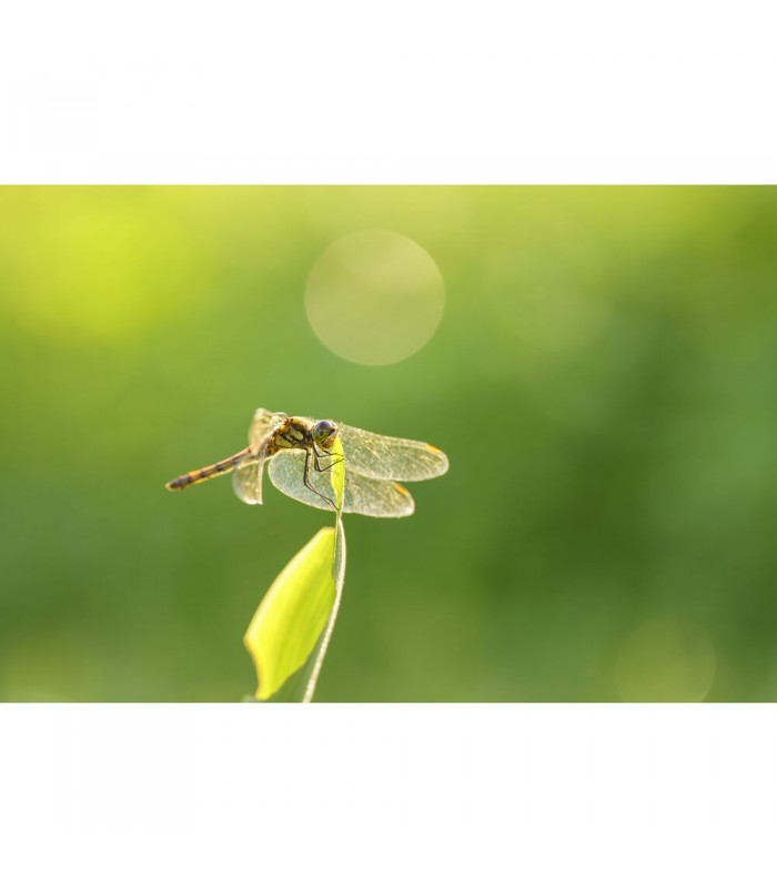 لنز سیگما مدل Sigma 105mm f/2.8 DG DN Macro Art مانت سونی E