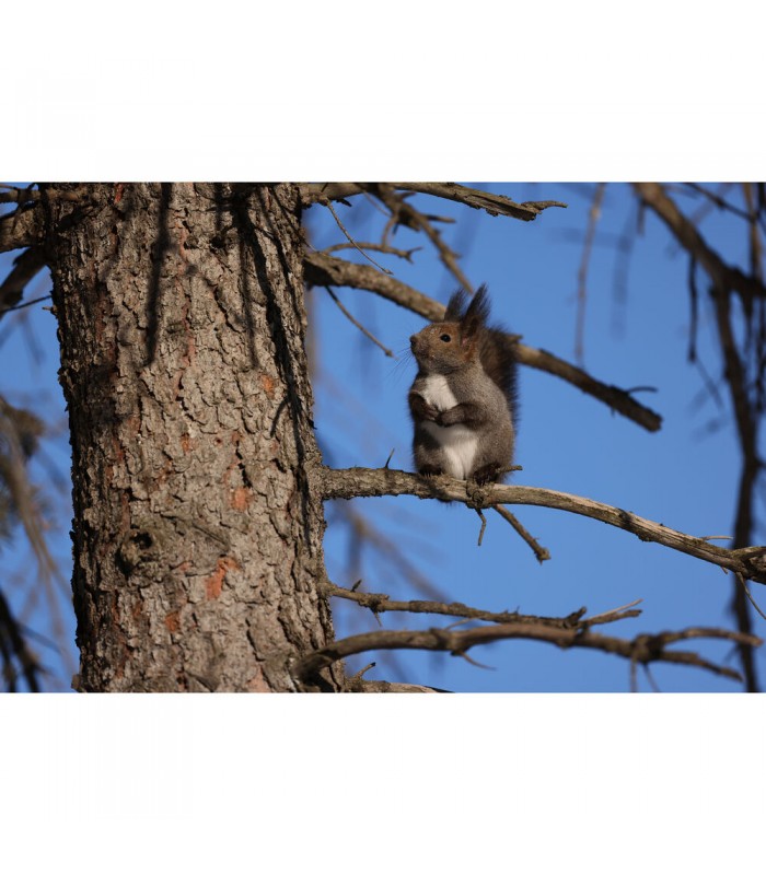 لنز کانن مدل RF 400mm f/2.8L IS USM