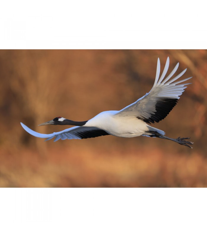 لنز کانن مدل RF 600mm f/4L IS USM