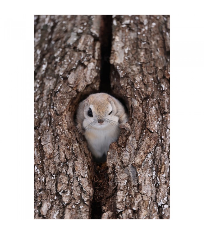 لنز کانن مدل RF 600mm f/4L IS USM