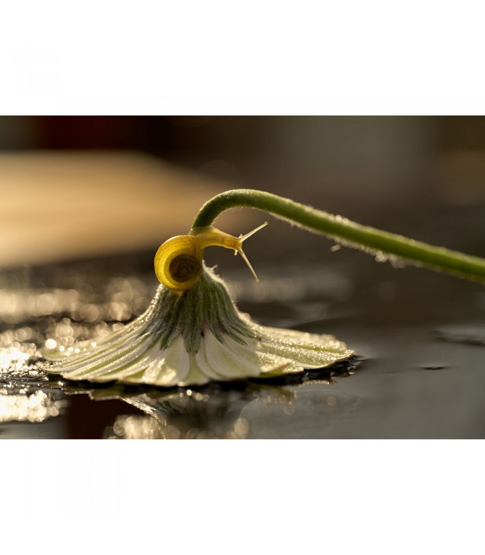 لنز ماکرو نیکون NIKKOR Z MC 105mm f/2.8 VR S