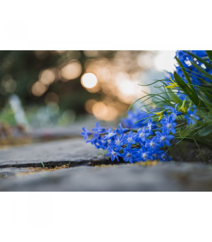 لنز ماکرو نیکون NIKKOR Z MC 50mm f/2.8 Macro