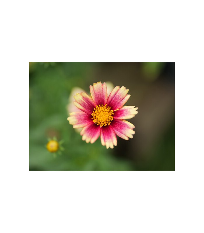 لنز پاناسونیک Leica DG Vario-Summilux 25-50mm f/1.7 ASPH