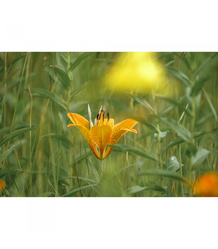 لنز سیگما مانت E مدل Sigma 150-600mm f/5-6.3 DG DN OS Sports Lens for Sony E