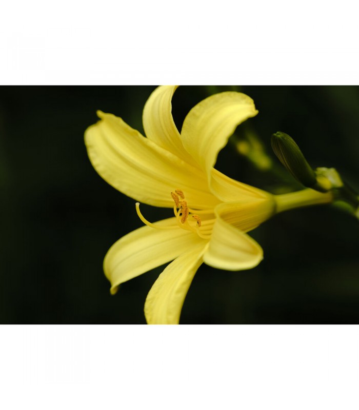 لنز سیگما مانت E مدل Sigma 150-600mm f/5-6.3 DG DN OS Sports Lens for Sony E