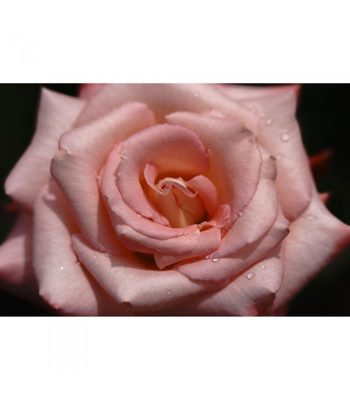 لنز سیگما مانت E مدل Sigma 150-600mm f/5-6.3 DG DN OS Sports Lens for Sony E