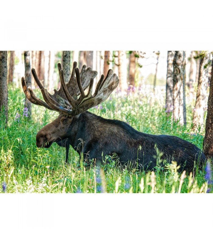 لنز سیگما مانت E مدل Sigma 150-600mm f/5-6.3 DG DN OS Sports Lens for Sony E