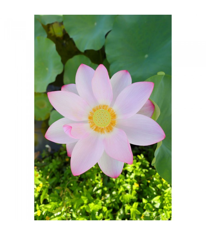 لنز کانن مدل RF 16mm f/2.8 STM