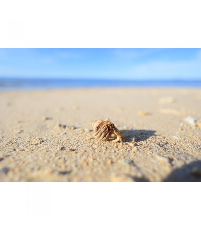 لنز کانن مدل RF 16mm f/2.8 STM