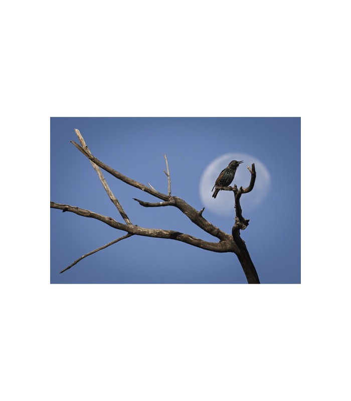 دوربین عکاسی بدون آینه نیکون مدل Nikon Z9