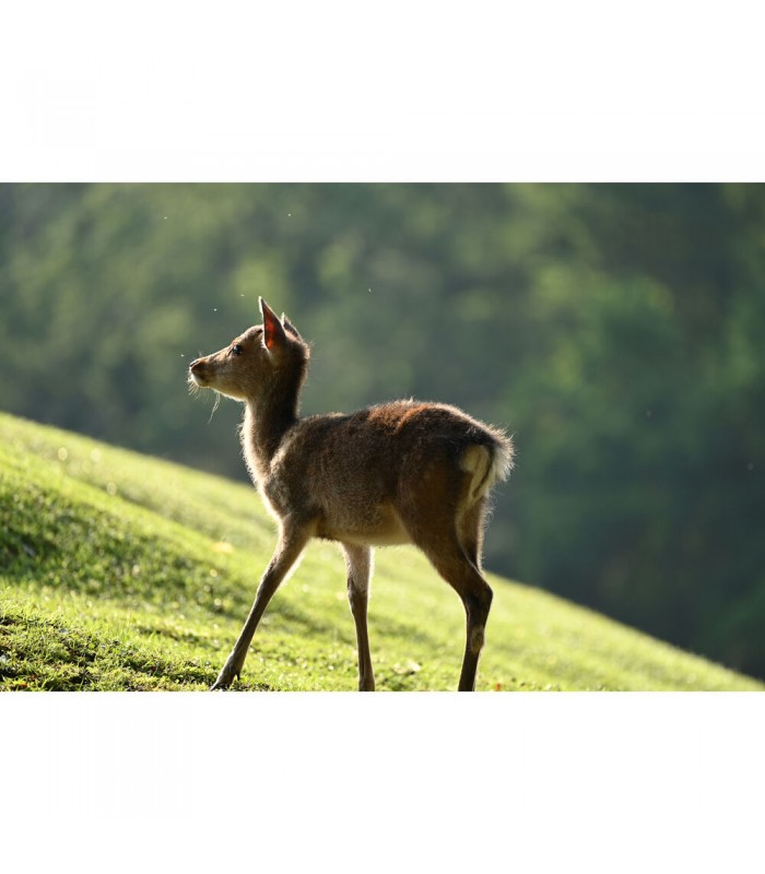 لنز نیکون مدل NIKKOR Z 100-400mm f/4.5-5.6 VR S