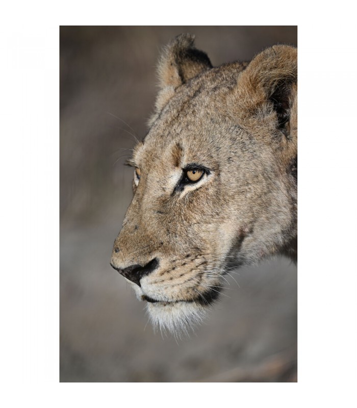 لنز نیکون مدل NIKKOR Z 100-400mm f/4.5-5.6 VR S