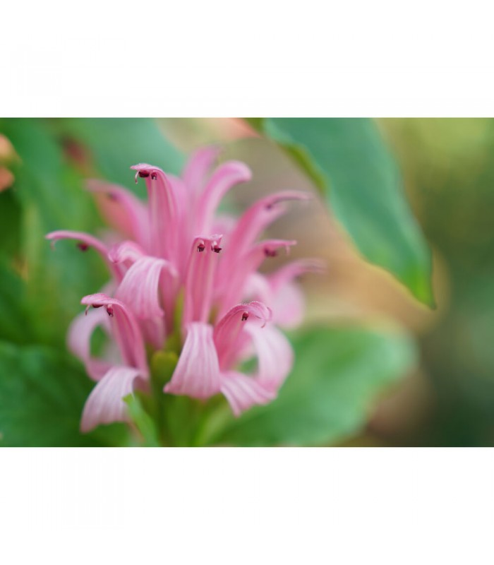 لنز سونی مدل FE 24-70mm f/2.8 GM II