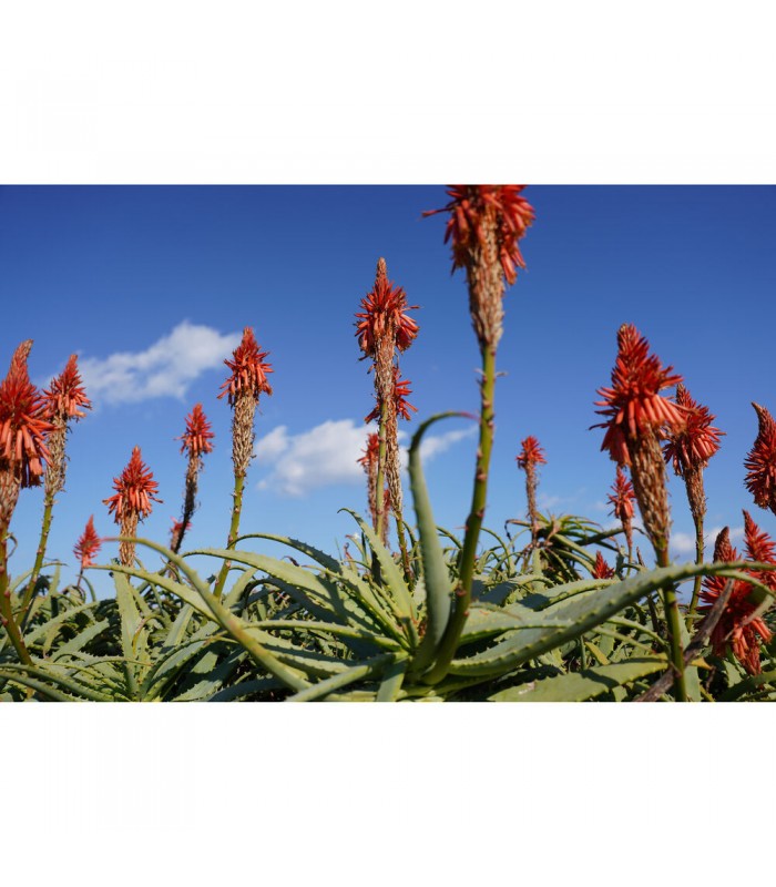 لنز سونی مدل FE 24-70mm f/2.8 GM II