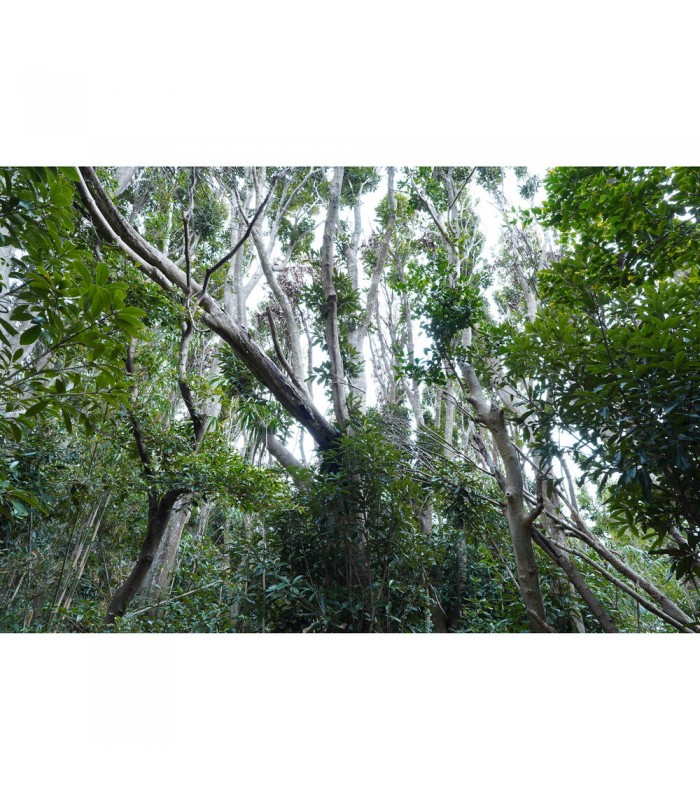 لنز سونی مدل E 15mm f/1.4 G