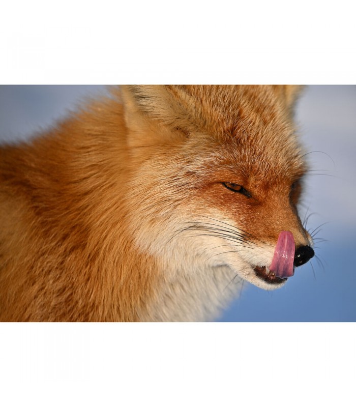 لنز نیکون مدل NIKKOR Z 400mm f/4.5 VR S