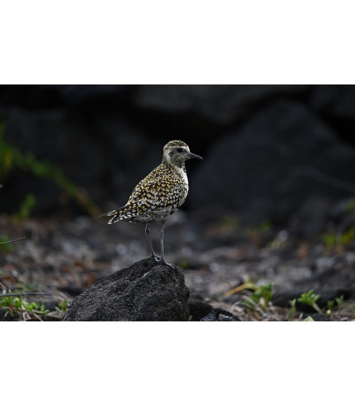 لنز نیکون مدل NIKKOR Z 400mm f/4.5 VR S