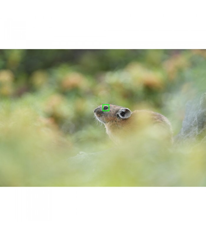 دوربین بدون آینه سونی a7R V - بدنه