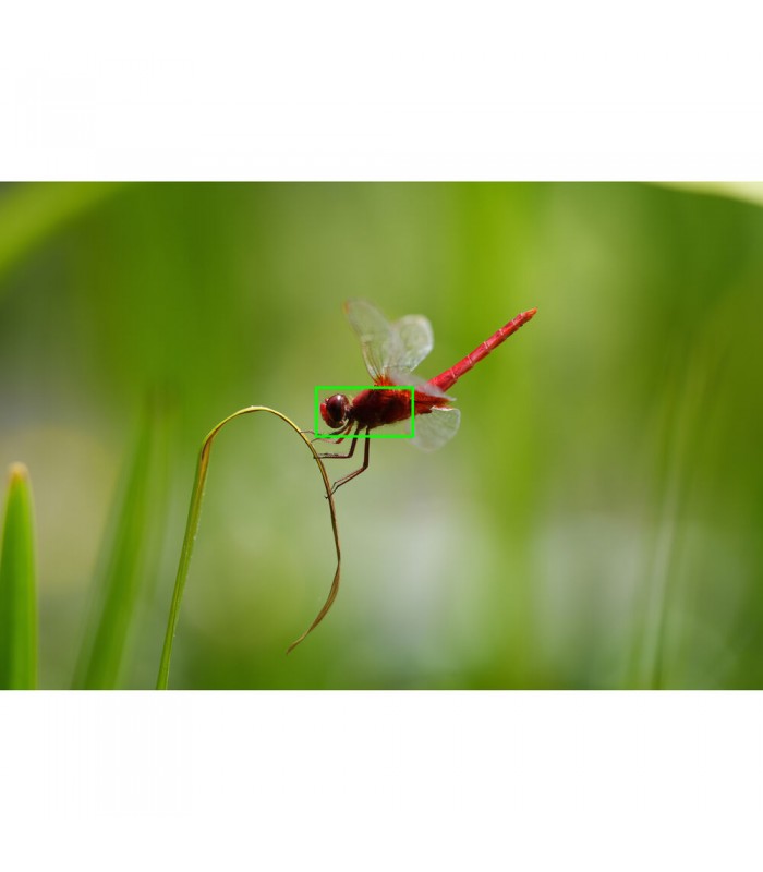 دوربین بدون آینه سونی a7R V - بدنه