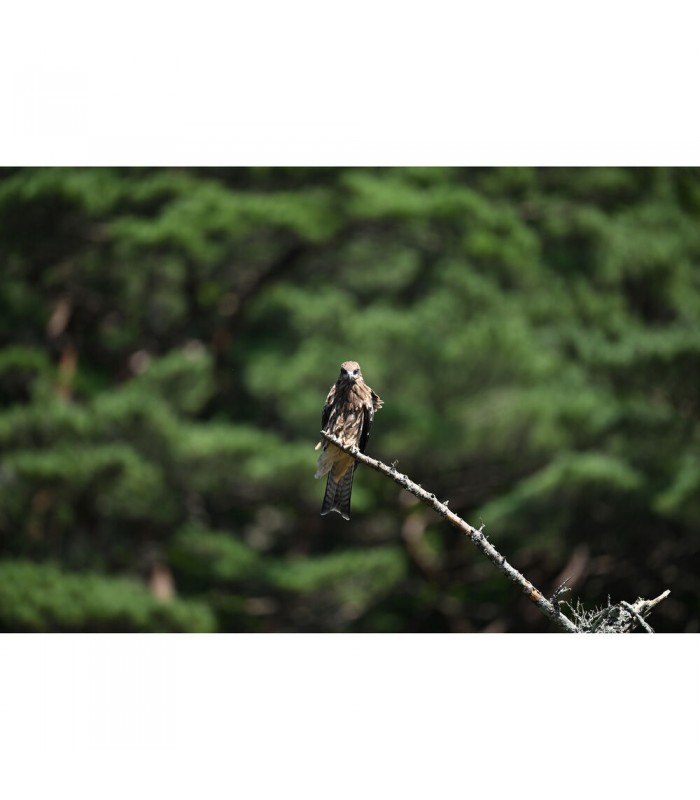 لنز نیکون مدل NIKKOR Z 600mm f/4 TC VR S