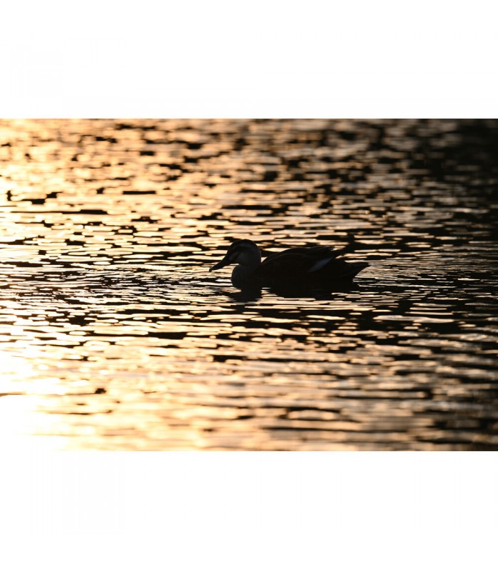 لنز نیکون مدل NIKKOR Z 600mm f/4 TC VR S