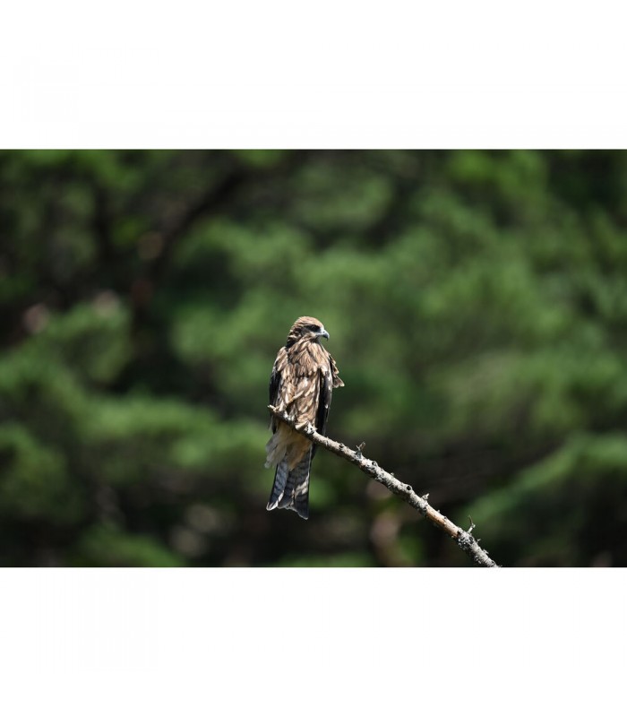 لنز نیکون مدل NIKKOR Z 600mm f/4 TC VR S
