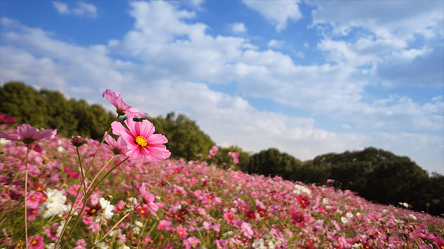 عکس گرفته شده با دوربین سونی