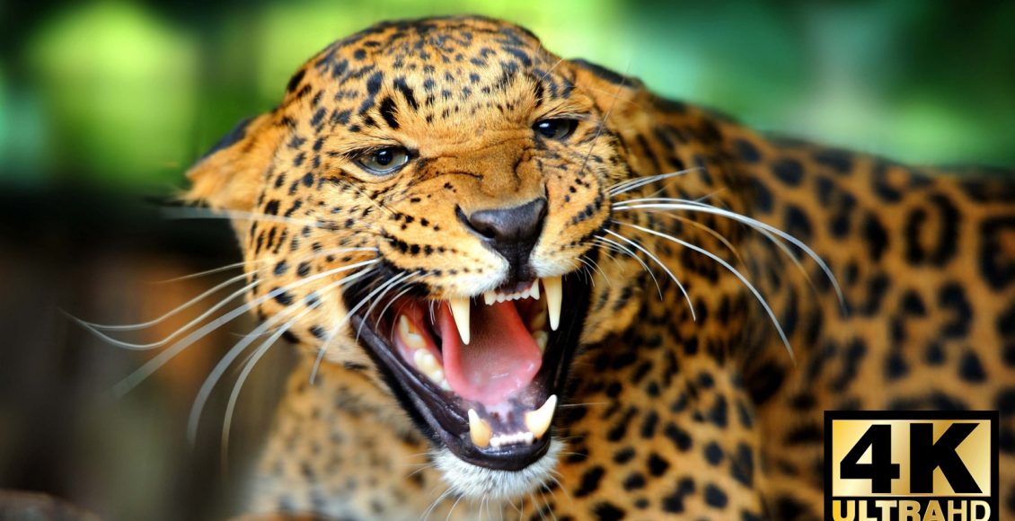 4K در مقایسه با Full HD