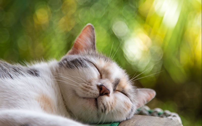 گربه خوابیده 