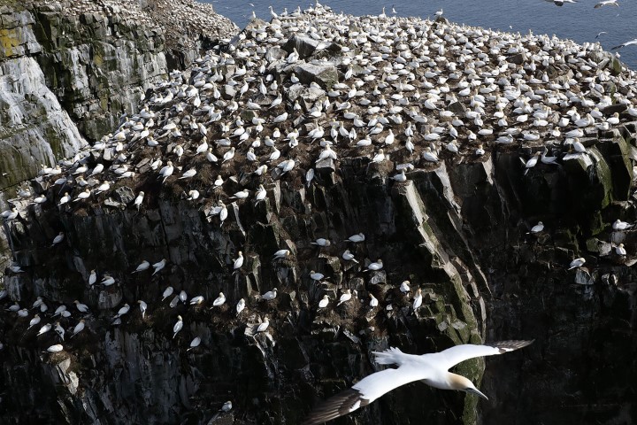 مرغ های دریایی روی کوه