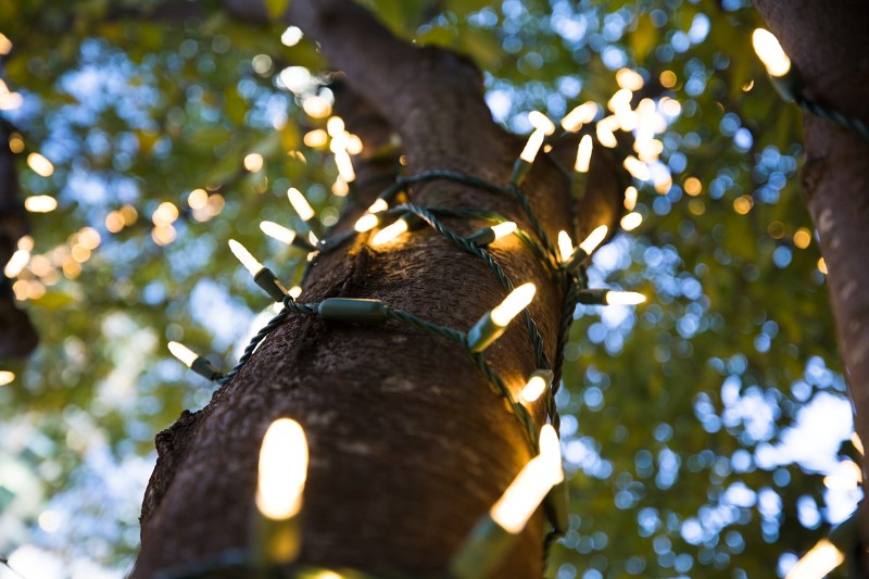 ریسه روی درخت