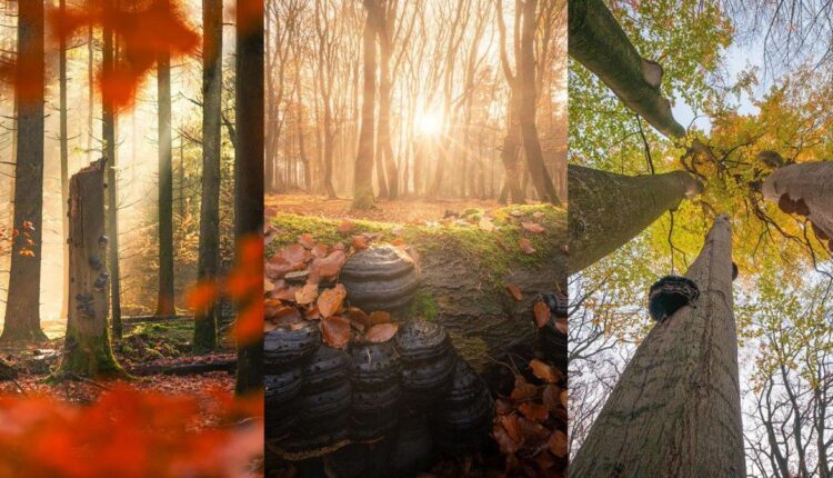 عکاسی در پاییز