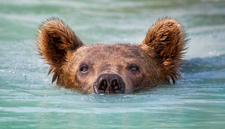 عکاسی حیات وحش با لنز تله‌فتو