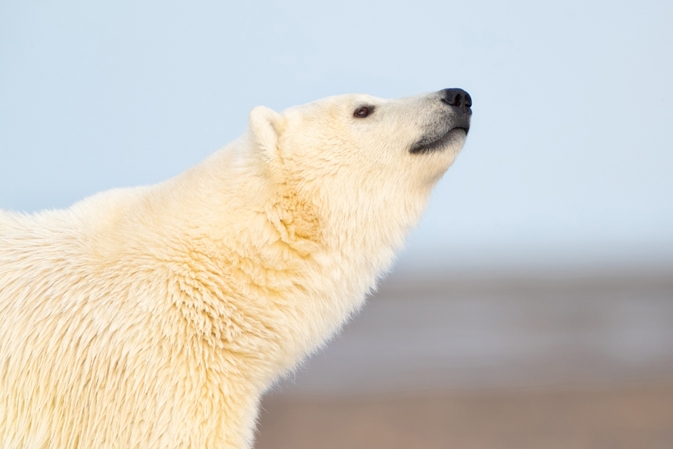 خرس قطبی ثبت شده با لنز EF 600mm f/4L IS III USM همراه با تله‌کانورتر 2x، گشودگی دیافراگم f/8، سرعت شاتر 1/800 ثانیه و ایزو 1600 توسط Grace Scalzo