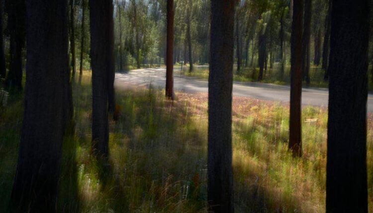 ثبت تصاویر شبیه به نقاشی‌ با دوربین عکاسی