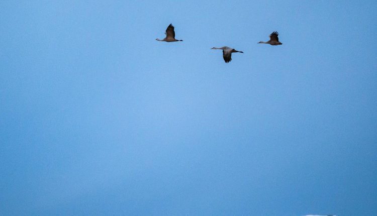 تصویر ثبت شده با حساسیت ایزو بالا